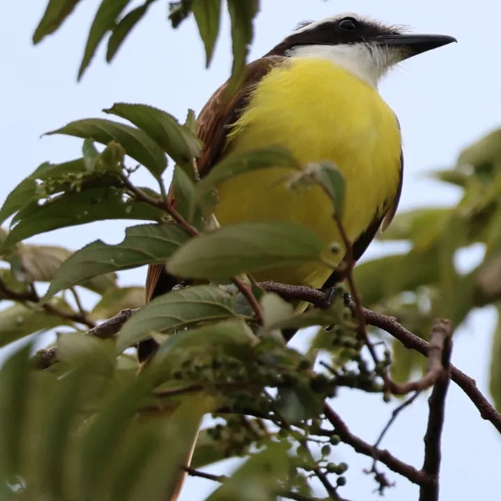 Great Kiskadee