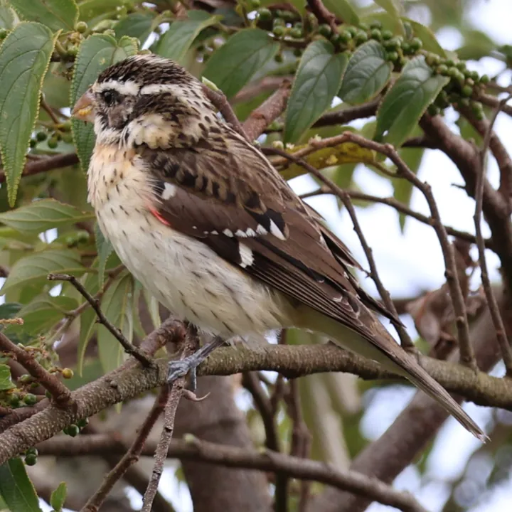 Rose-breasted Grosbeak