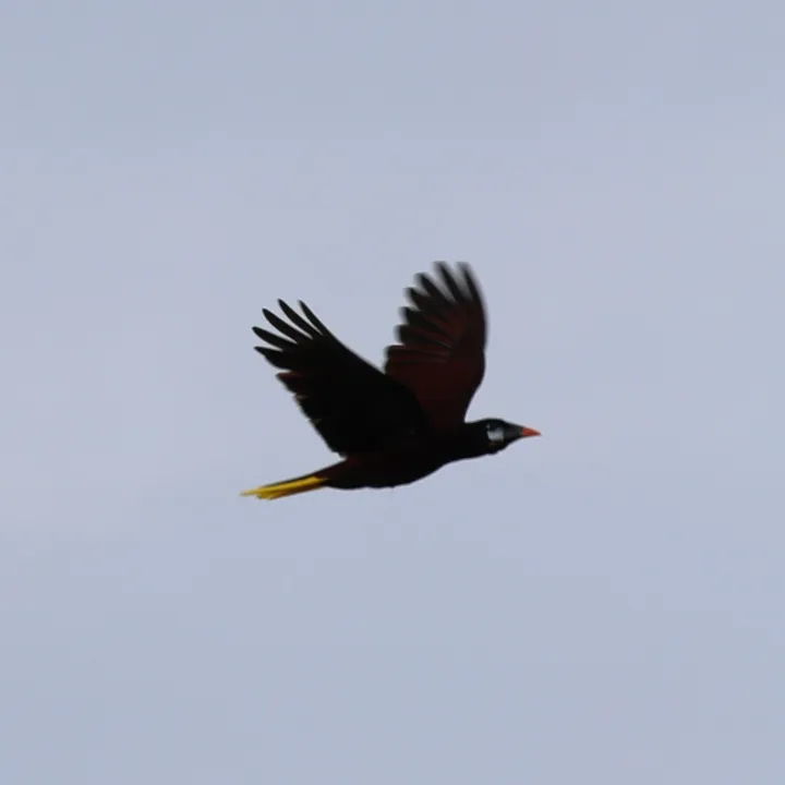 Montezuma Oropendola