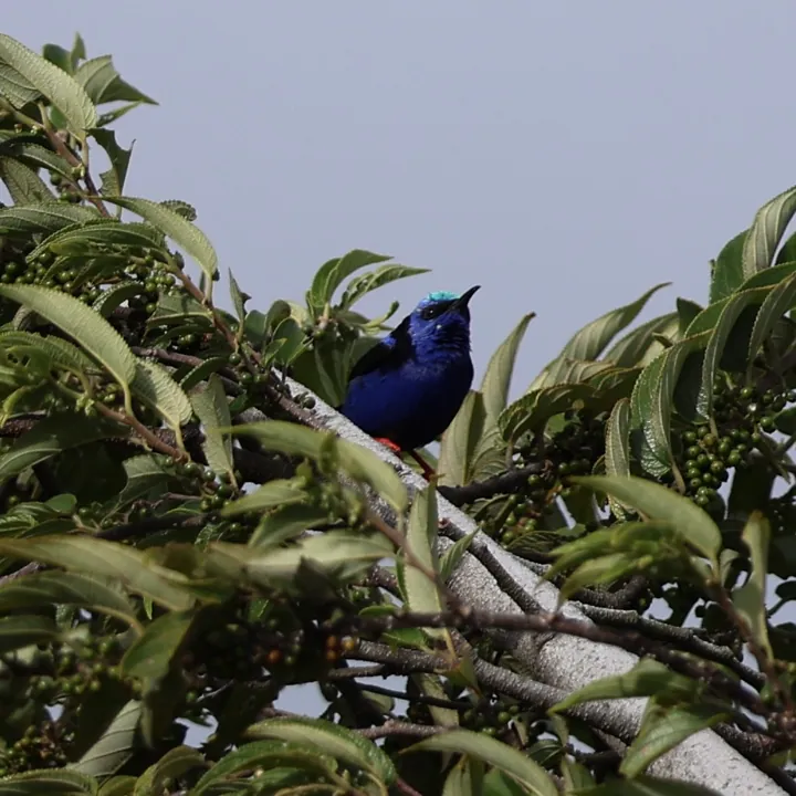 Red-legged Honeycreeper