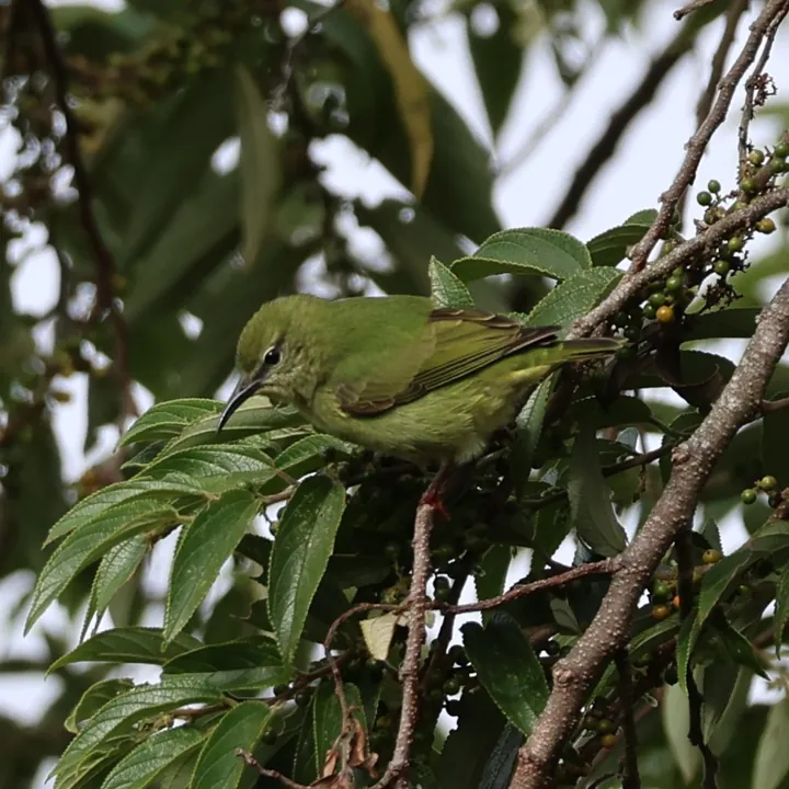 Red-legged Honeycreeper