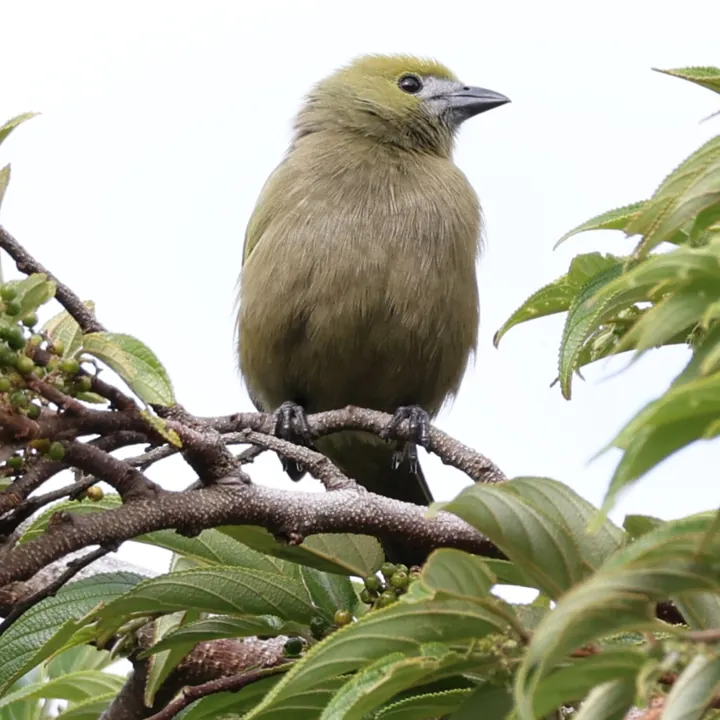 Palm Tanager