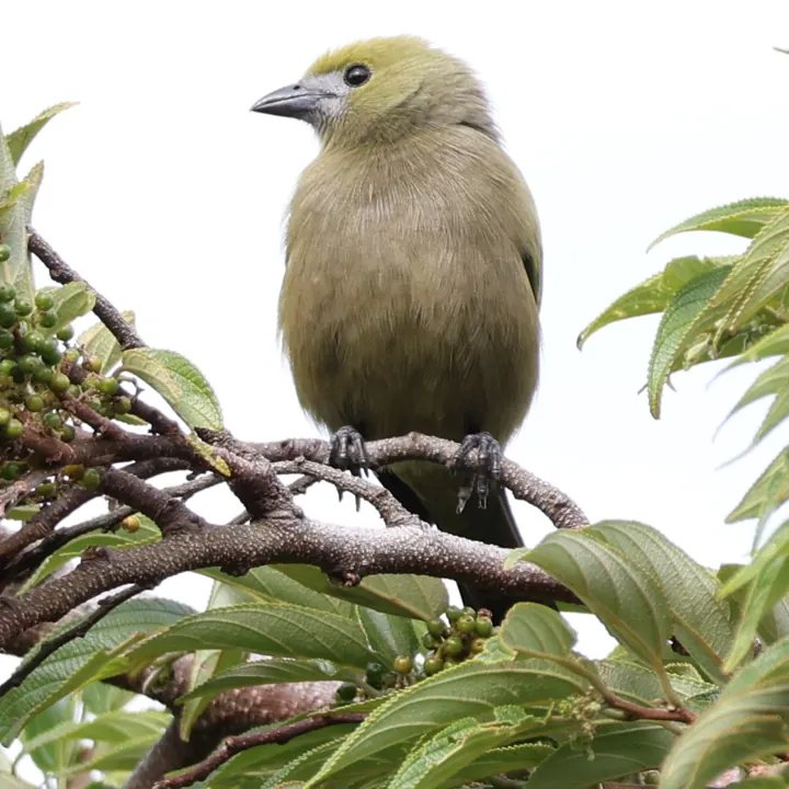 Palm Tanager