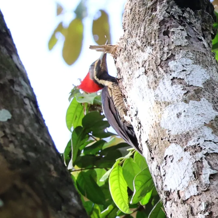 Lineated Woodpecker