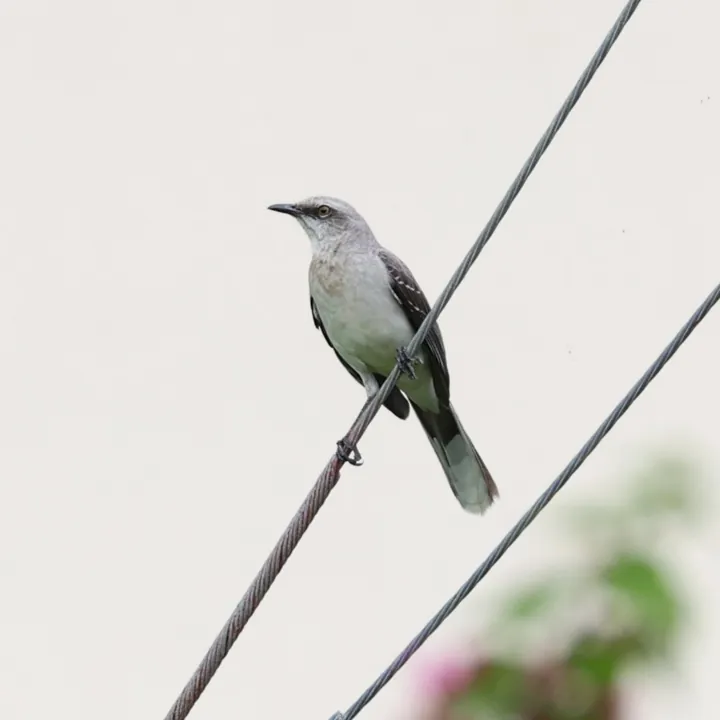 Tropical Mockingbird