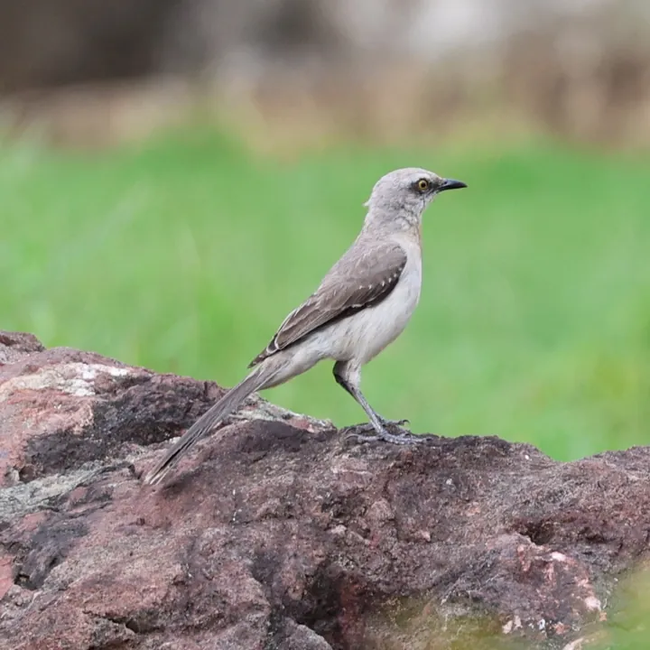 Tropical Mockingbird