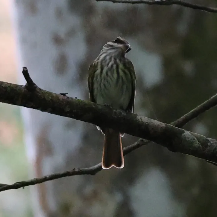 Streaked Flycatcher