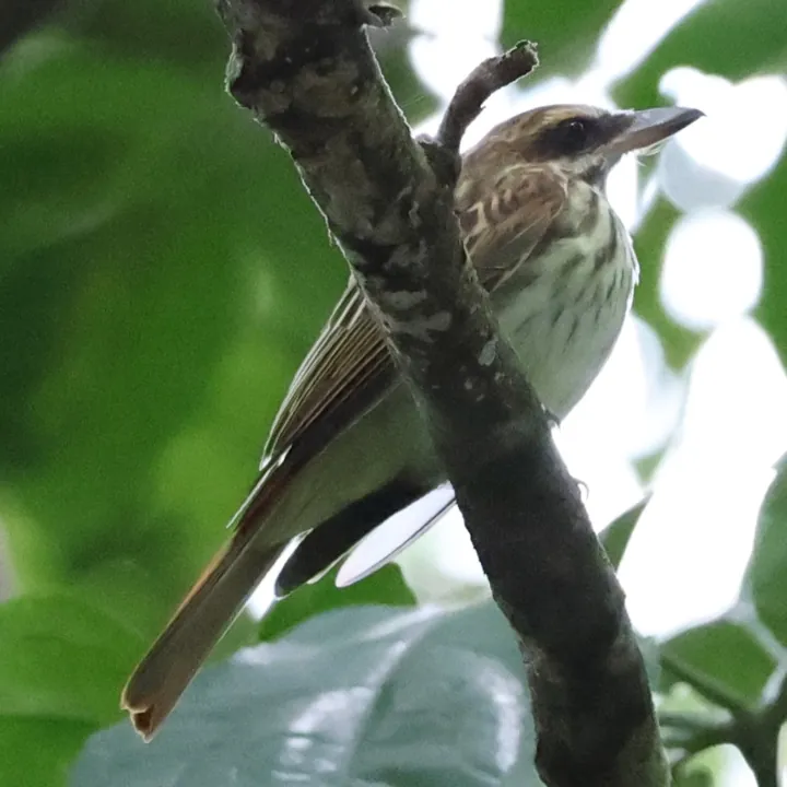 Streaked Flycatcher