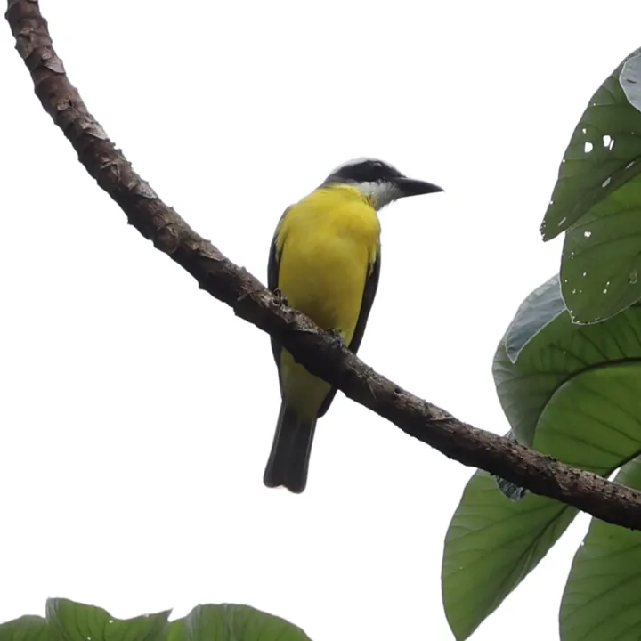 Boat-billed Flycatcher