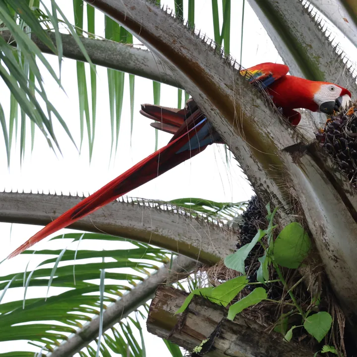 Scarlet Macaw