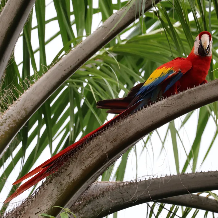 Scarlet Macaw