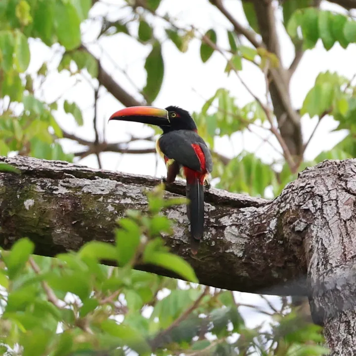 Fiery-billed Aracari