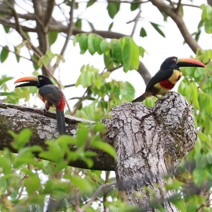 Fiery-billed Aracari