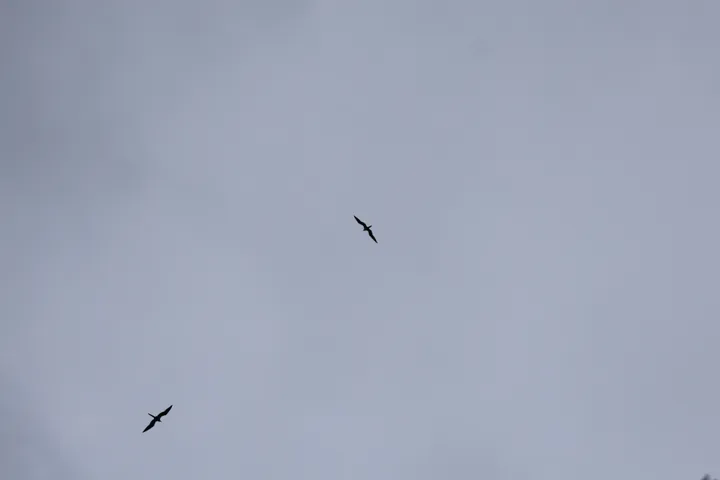 Magnificent Frigatebird