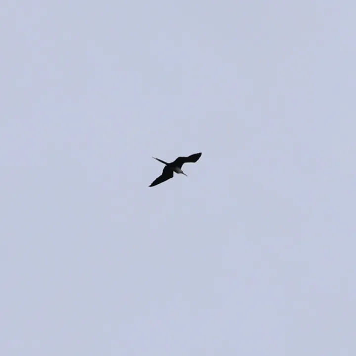 Magnificent Frigatebird