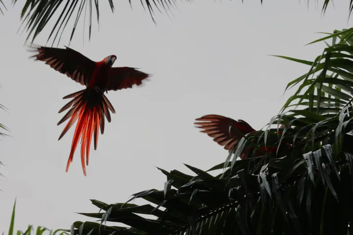 Scarlet Macaw