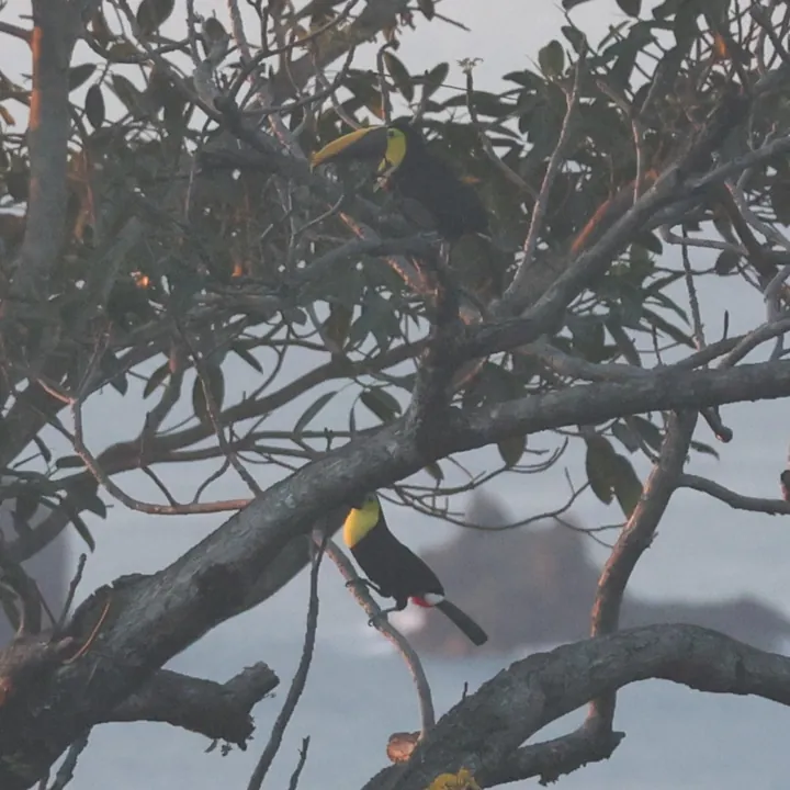 Yellow-throated Toucan