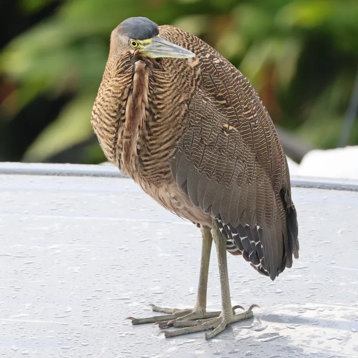 Bare-throated Tiger-Heron