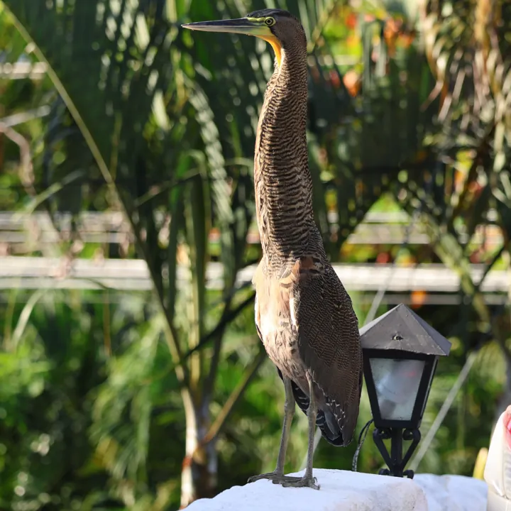 Bare-throated Tiger-Heron