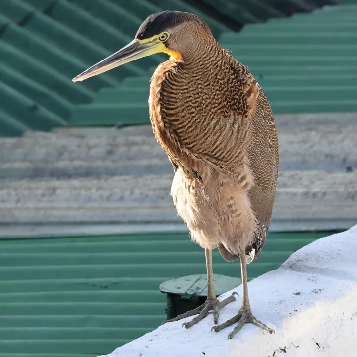 Bare-throated Tiger-Heron
