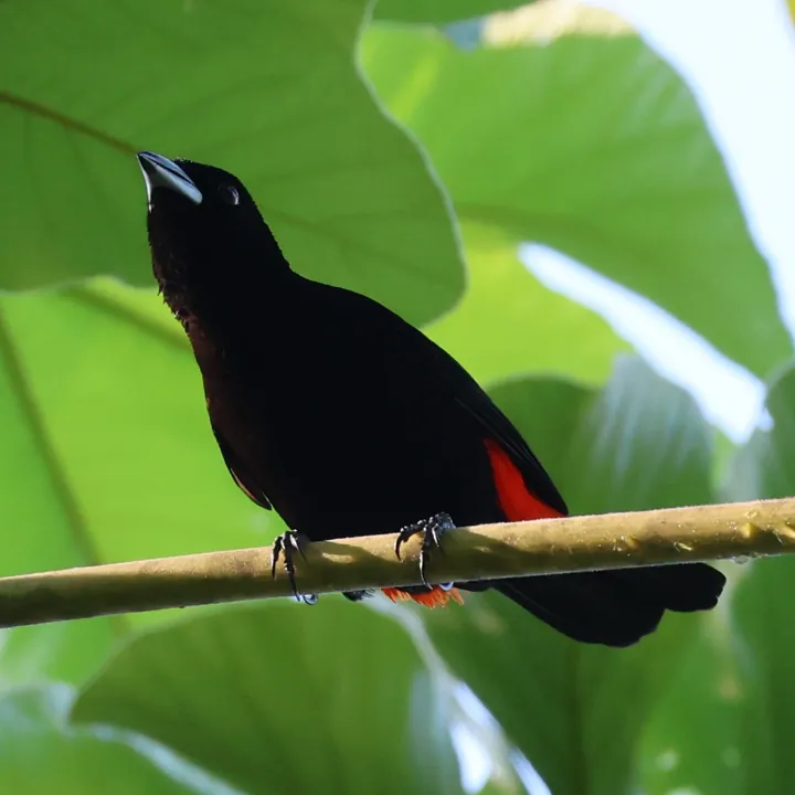 Scarlet-rumped Tanager