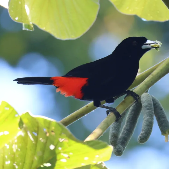 Scarlet-rumped Tanager