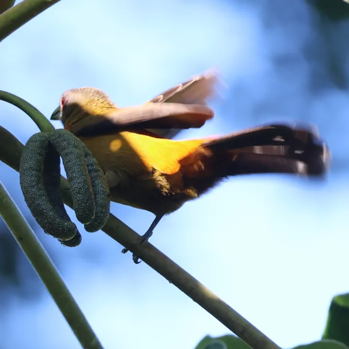 Scarlet-rumped Tanager