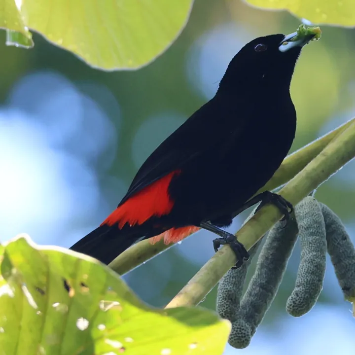 Scarlet-rumped Tanager