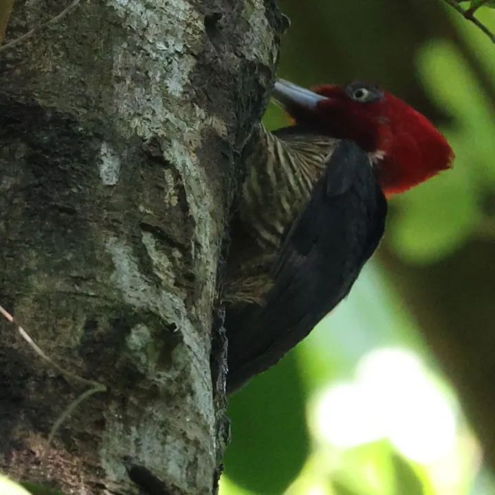Pale-billed Woodpecker