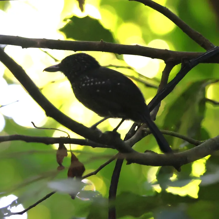 Black-hooded Antshrike