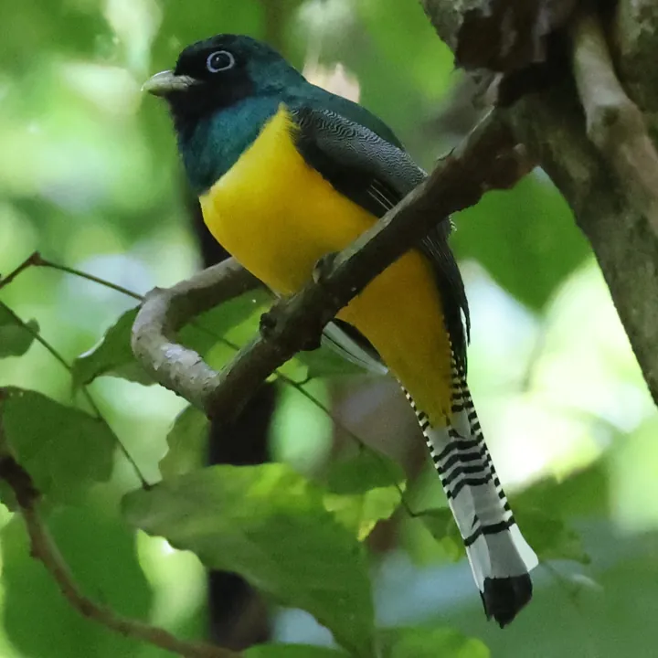 Northern Black-throated Trogon
