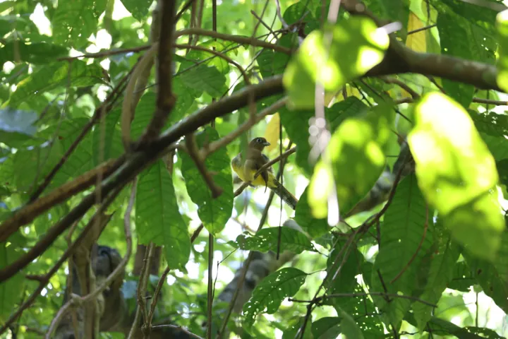 Northern Black-throated Trogon
