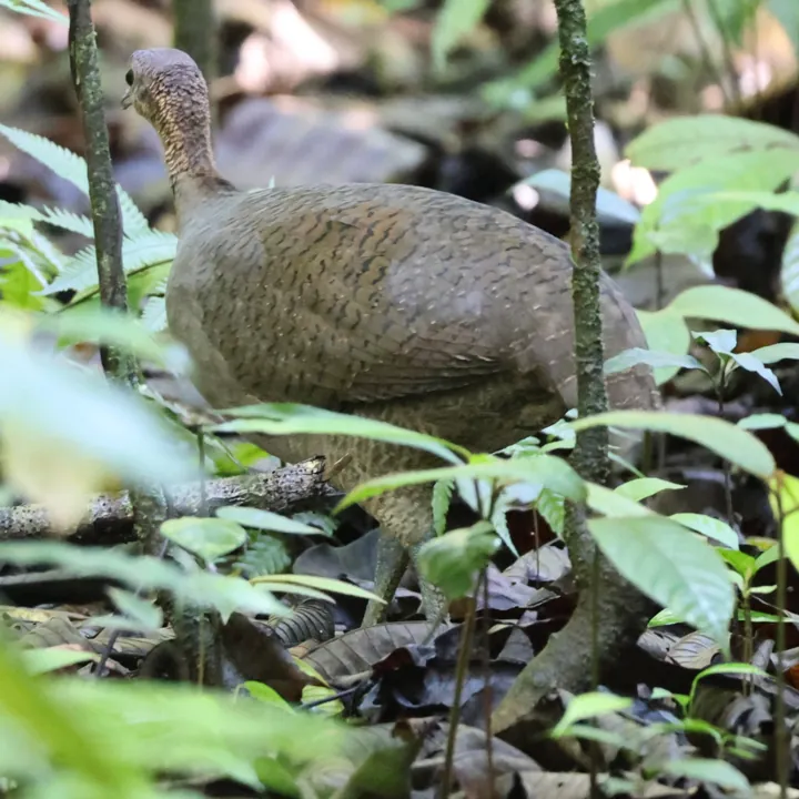 Great Tinamou