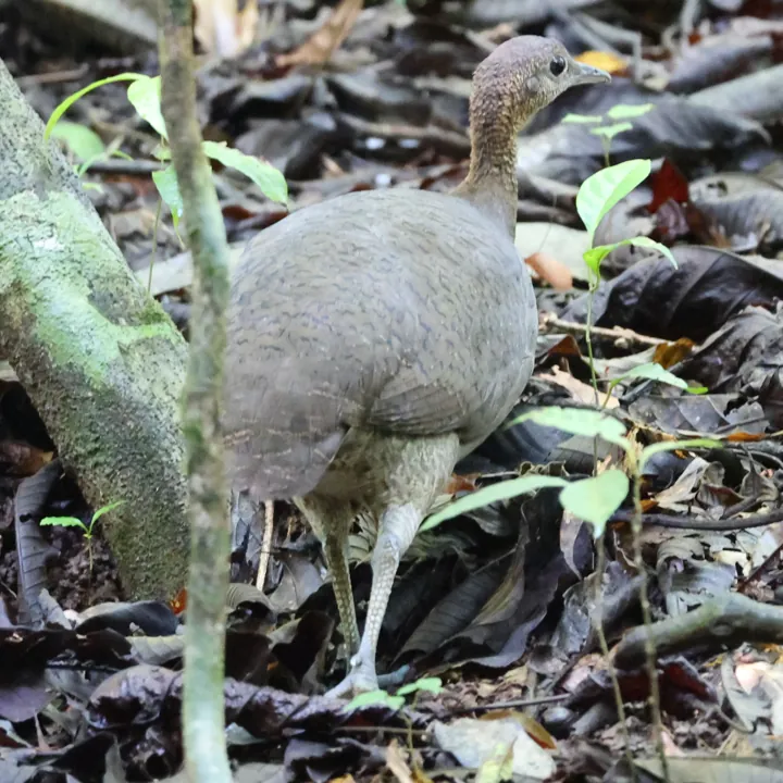 Great Tinamou