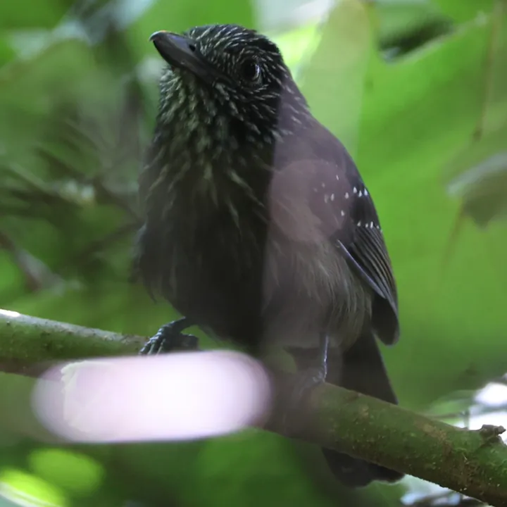 Black-hooded Antshrike