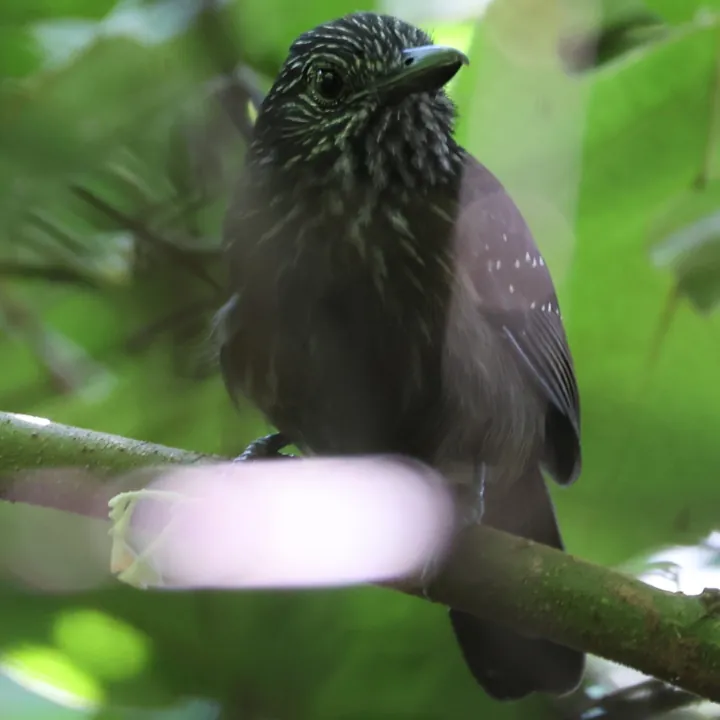 Black-hooded Antshrike