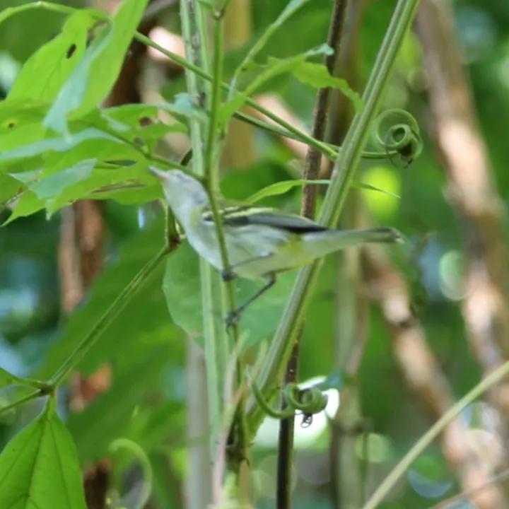 Chestnut-sided Warbler