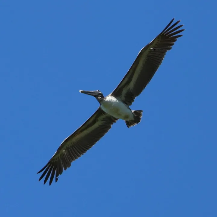 Brown Pelican