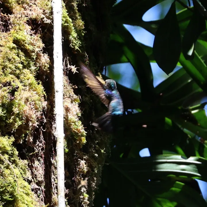 Crowned Woodnymph