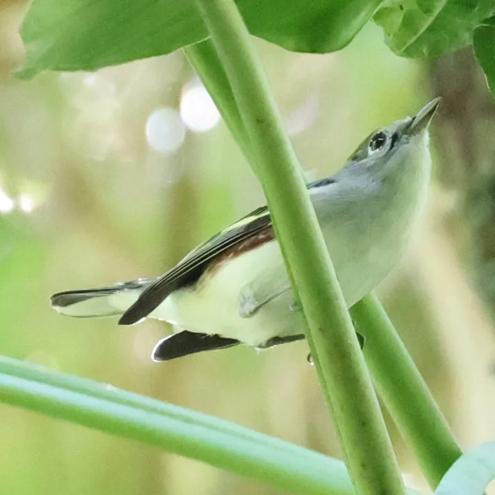 Chestnut-sided Warbler