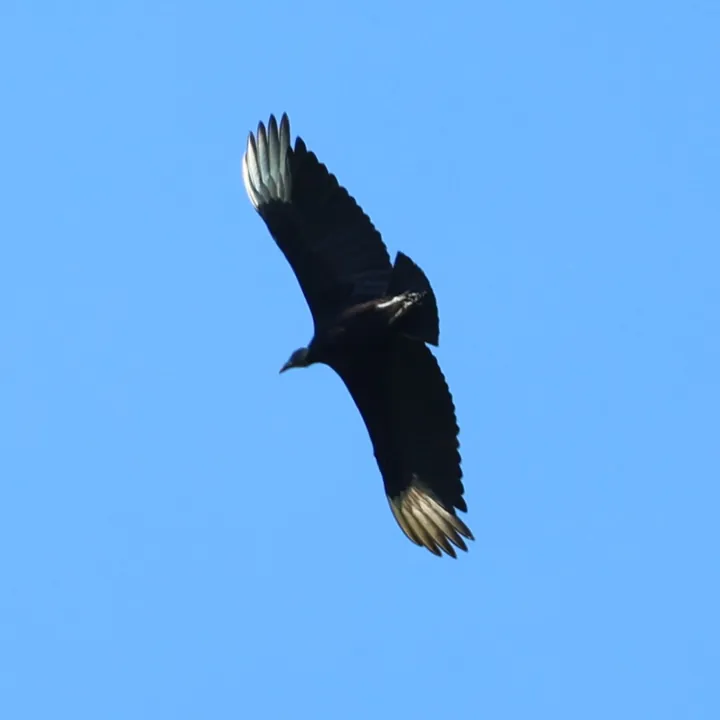 Black Vulture