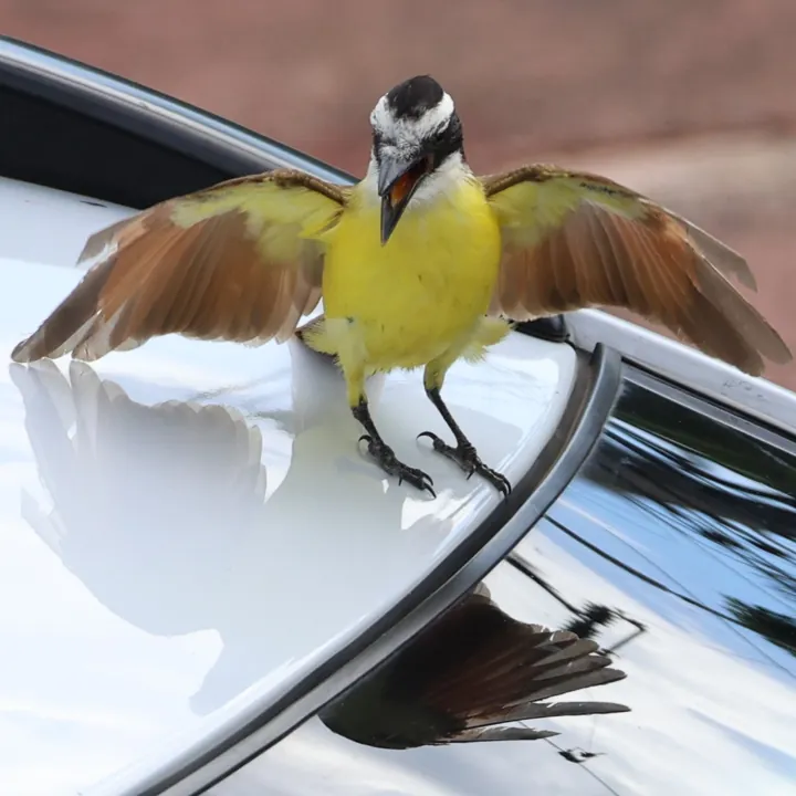 Great Kiskadee