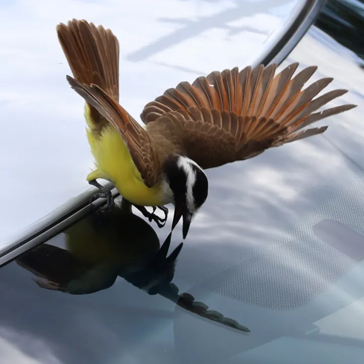 Great Kiskadee