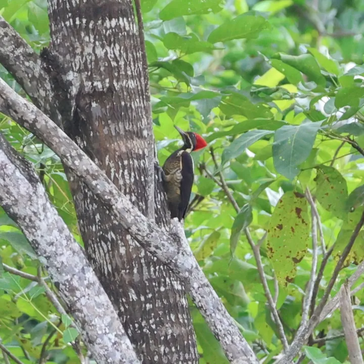 Lineated Woodpecker