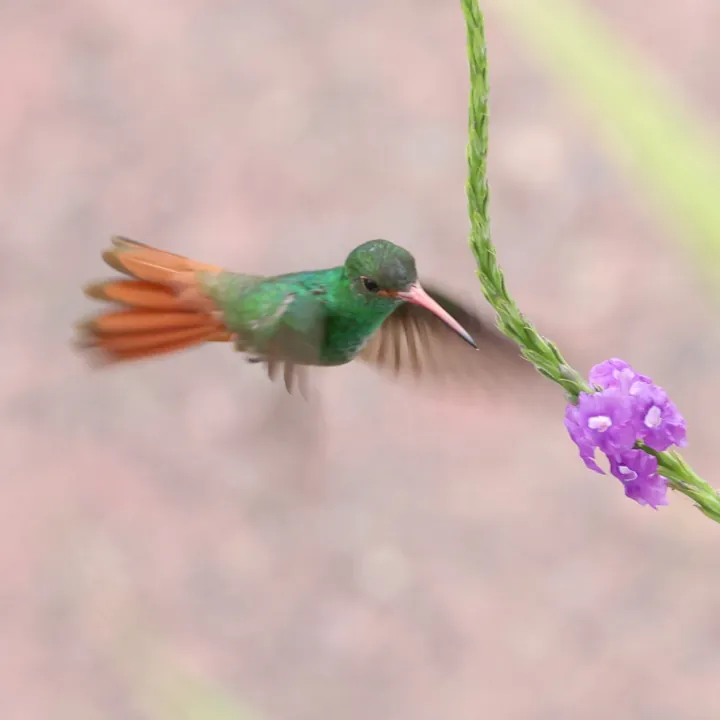 Rufous-tailed Hummingbird