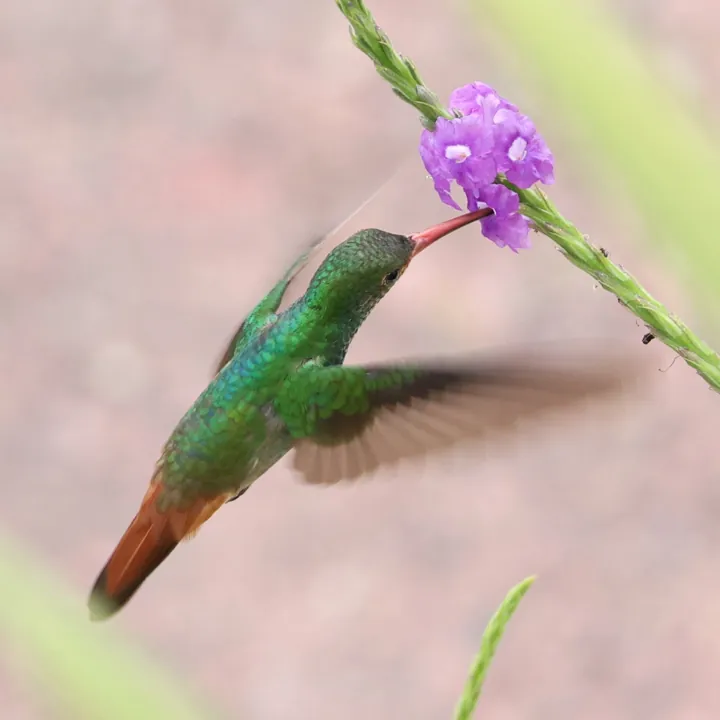 Rufous-tailed Hummingbird