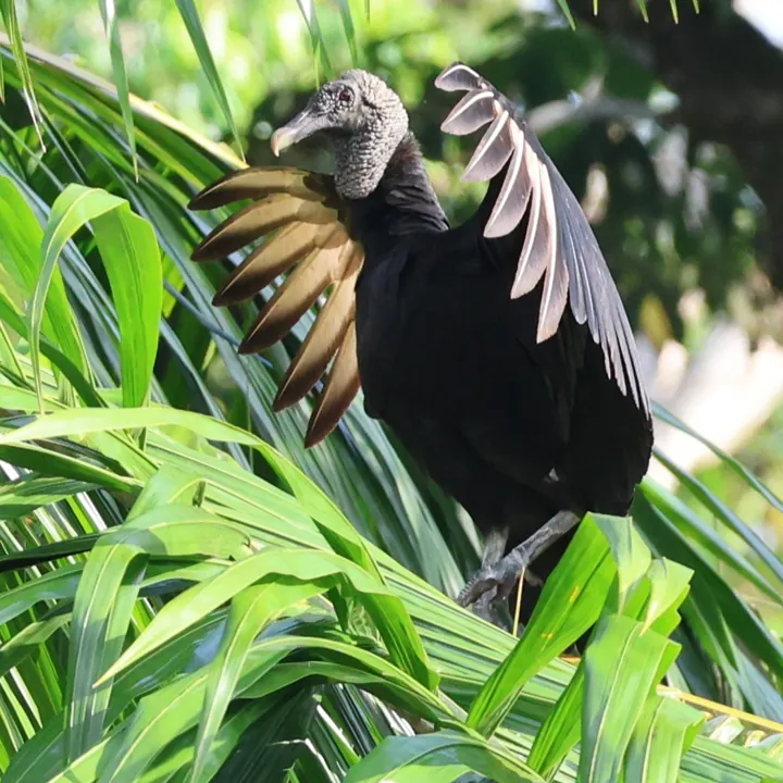 Black Vulture