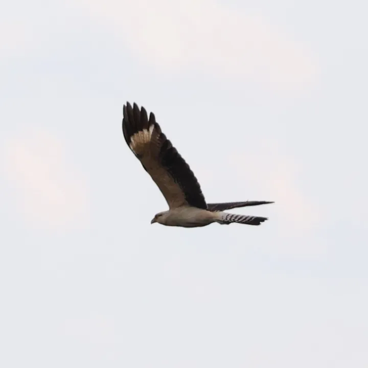 Yellow-headed Caracara