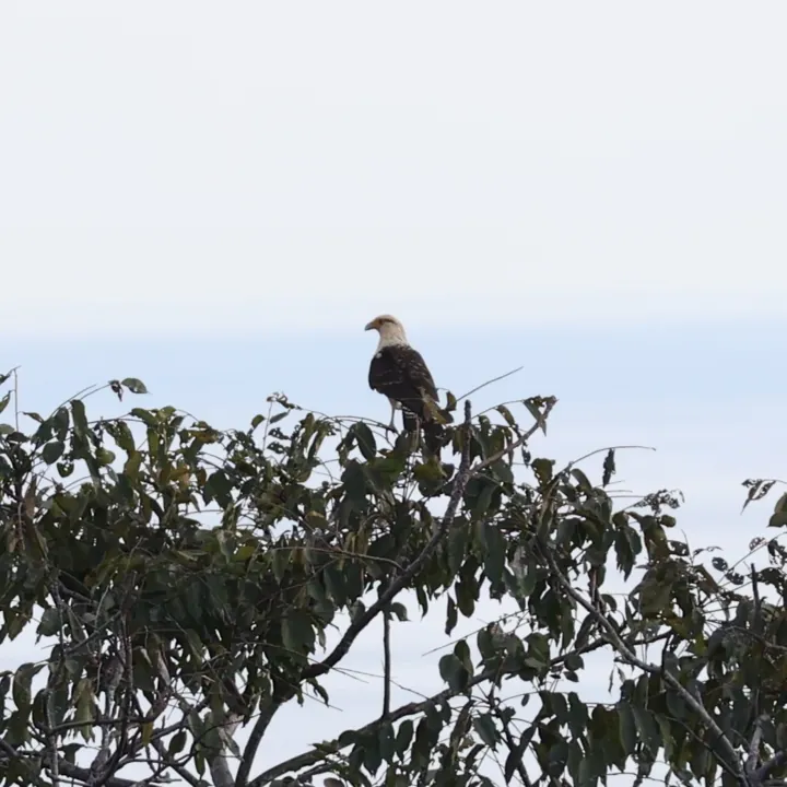 Yellow-headed Caracara