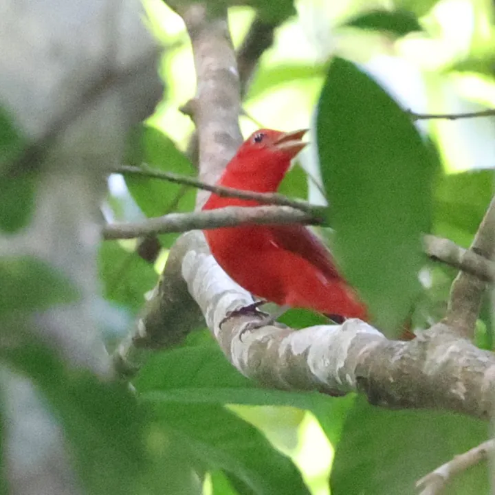 Summer Tanager